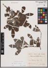 Foto von Salix aurita L. x Salix caprea L.